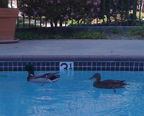 Two ducks in my pool.