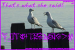 Thumbnail of two chatty seagulls.