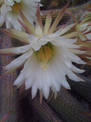 A cactus blossom.