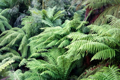 Ferns.