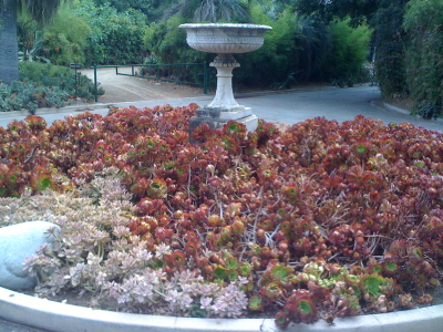 A fountain amid succulents.