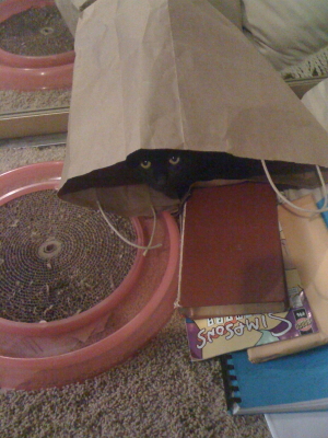 Keli in her kitty bag.