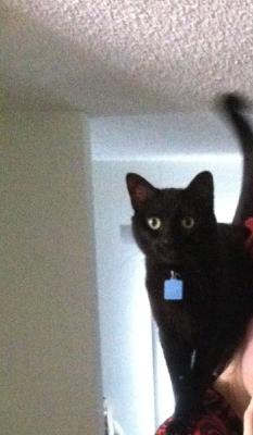 My cat perched atop Erin's shoulder.