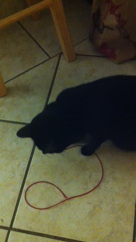 A video of Keli attacking her string.