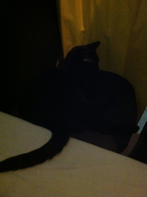 Keli in her hidey hole.