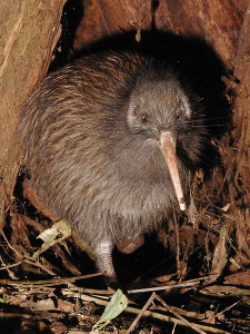 Kiwi bird.