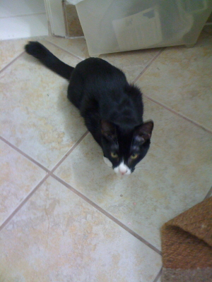 Okeo: Warrior Cat! Another picture of my cat Okeo.