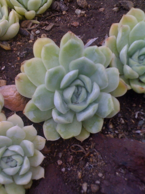 Succulents.