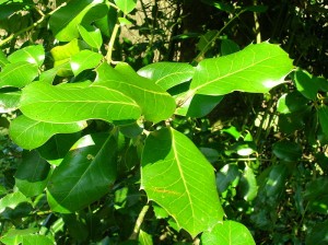 Holly! Holly.
