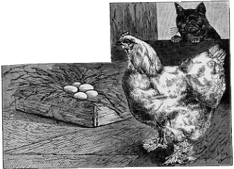 a chicken and a cat